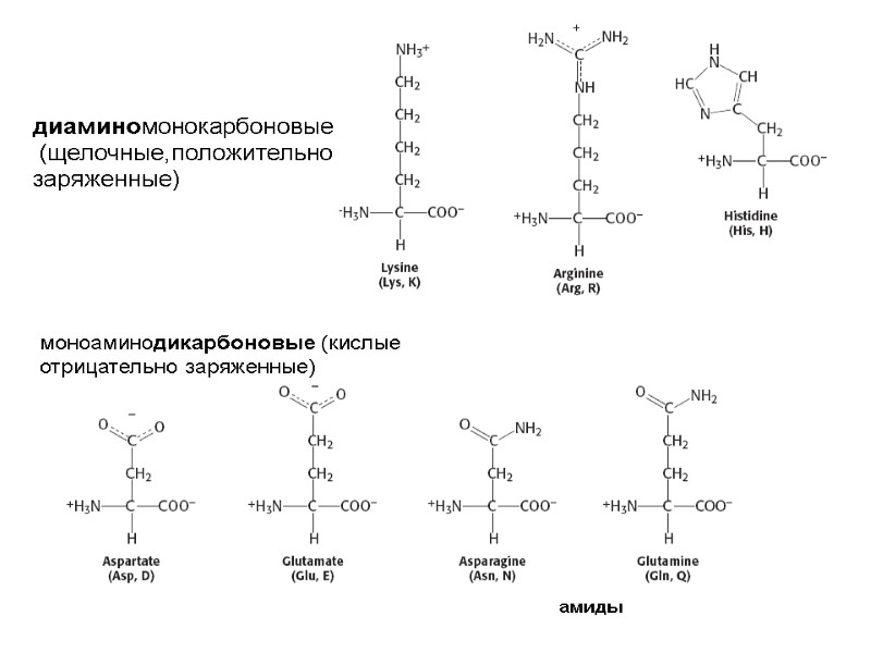 диаминомонокарбоновые  (щелочные,положительно заряженные) моноаминодикарбоновые (кислые отрицательно заряженные) амиды